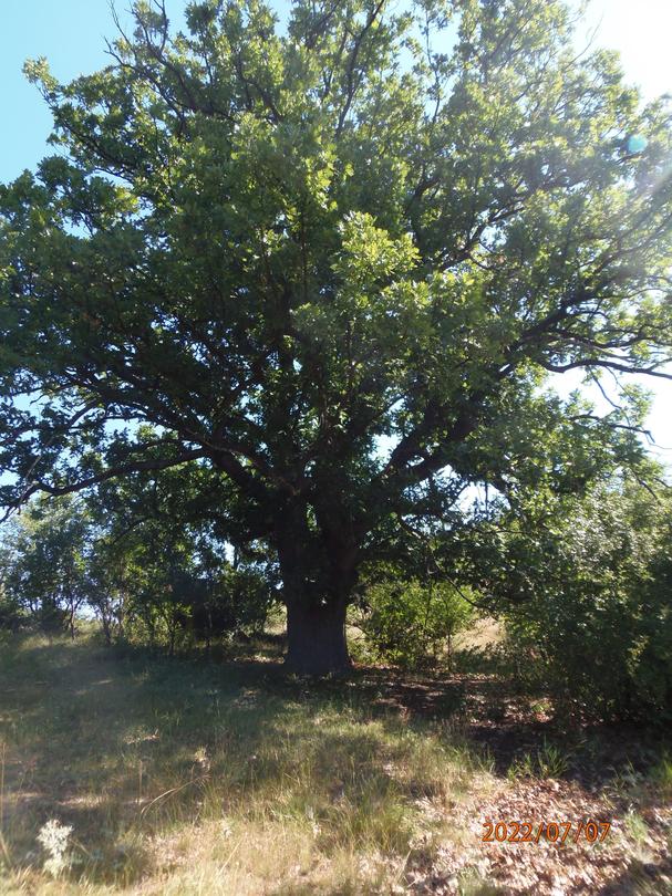 Пет вековни дървета от вида благун, цер и космат дъб са обявени за защитени - 3