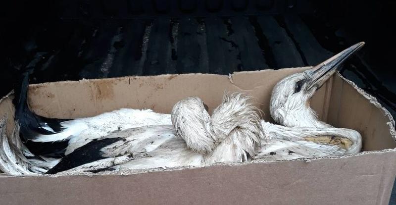 РИОСВ – Стара Загора реагира на сигнал за безпомощни щъркелчета - 01