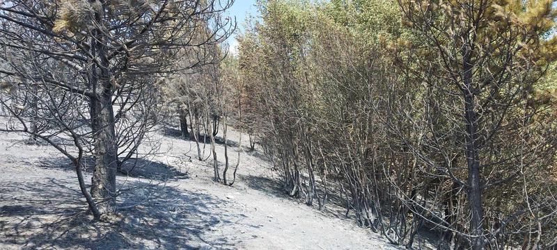 Fire rages in the “Steneto” reserve in the “Central Balkan” National Park - 10