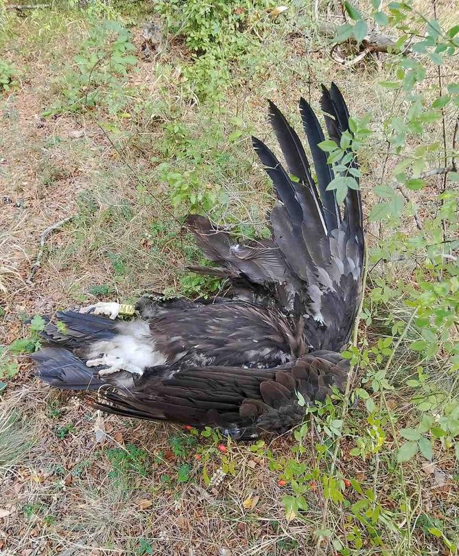 A fifth consecutive case of a shot black vulture is under investigation - 01