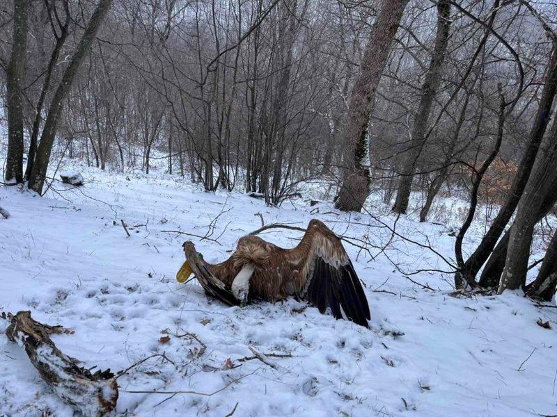 МОСВ призовава за по-добро прилагане на закона срещу отровителството на птици - 01