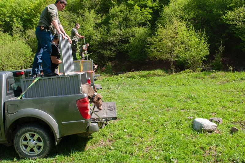 The bear cubs found in the Rhodopes were returned into the wild - 4