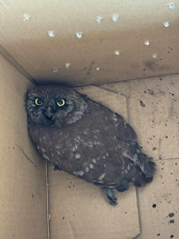 Експерти от РИОСВ – София със съдействието на граждани спасиха бедстваща кукумявка - 01