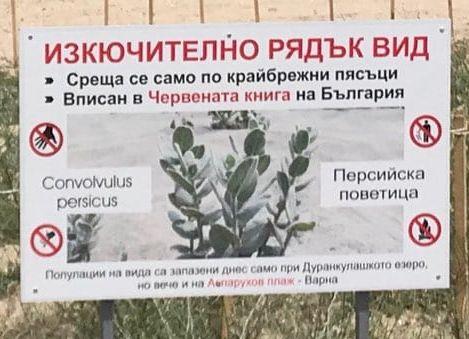 Експерти от РИОСВ – Варна инспектираха находището на Персийска поветица - 01