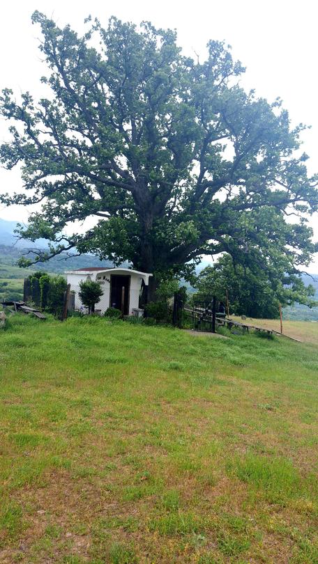 Дърво от вида благун (Quercus frainetto), на възраст 356 години, с височина 13 м, обиколка на ствола 3,74 м, намира се в землището на село Ракитна, община Симитли, област Благоевград - 5