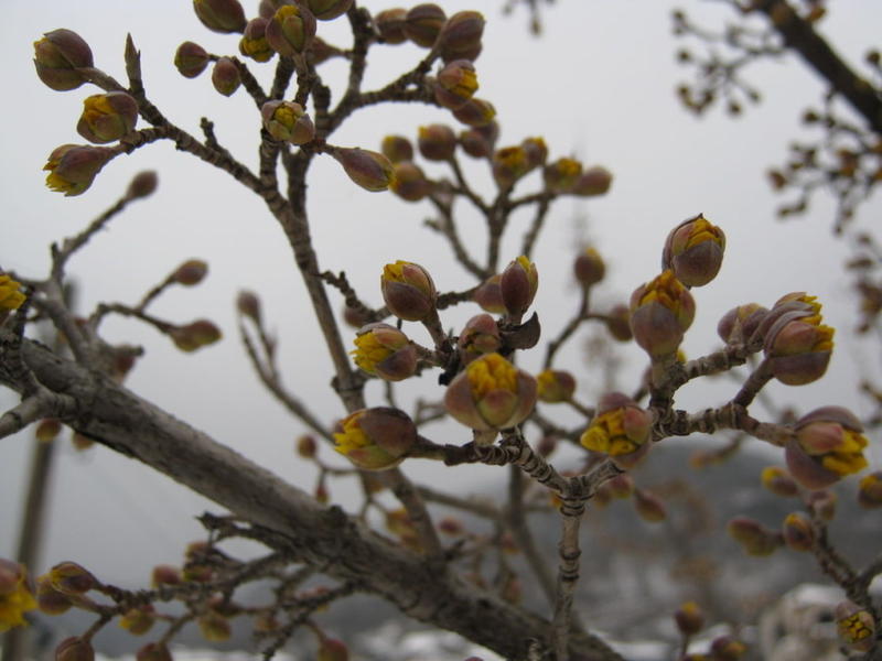 Яките и жилави клони на дряна са символ на здраве, издръжливост и дълголетие - 01