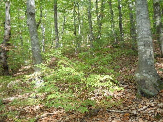 Министър Борислав Сандов: Започва национална кампания по залесяване на 100 милиона дървета до 2030 г. - 01