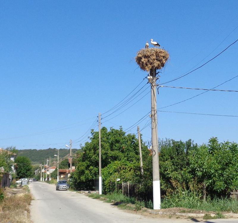 РИОСВ - Пазарджик изпрати за лечение защитени видове птици - 01