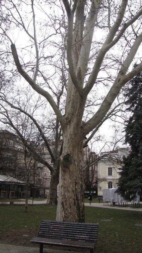 Three century-old plane trees in Sofia have been declared protected - 2