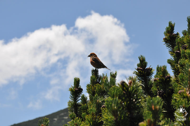 Today we mark the 61st Anniversary since the establishment of National Park Pirin - 19