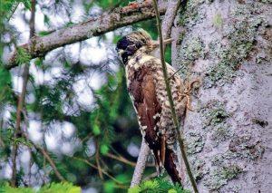 Установено е ново местообитание на планински трипръст кълвач на територията на Национален парк „Рила“ - 01