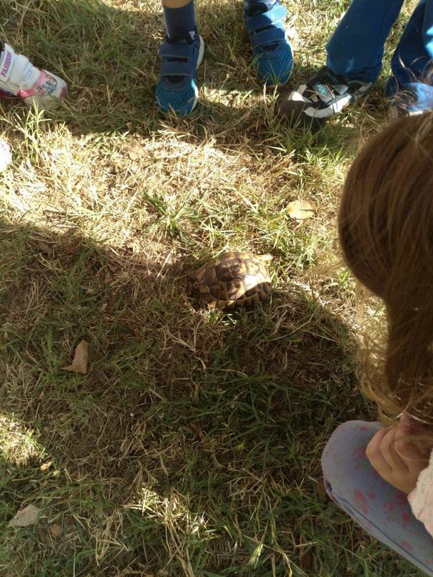костенурка в Бургас - в двора на детска градина - 2