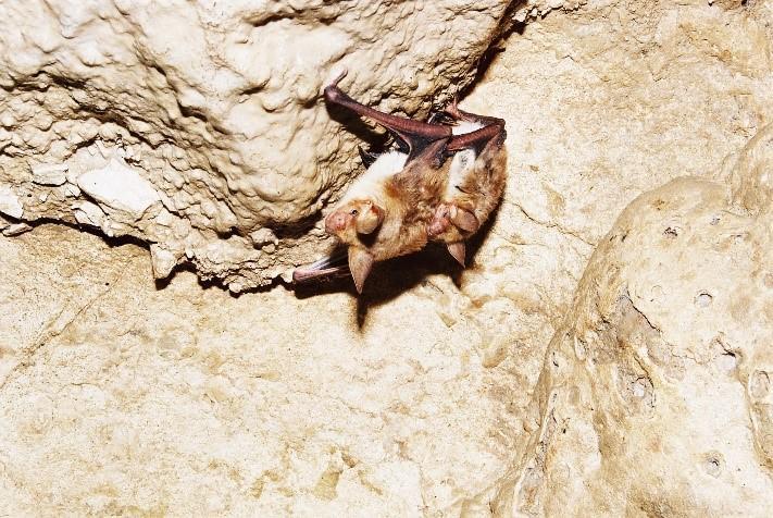 29 август - Европейска нощ на прилепите - 2