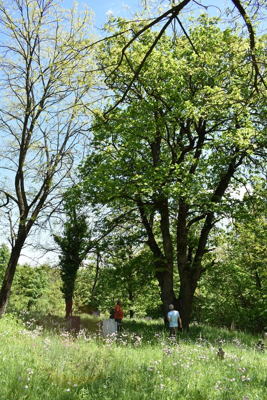 Четири вековни дървета от вида летен дъб са обявени за защитени - 01