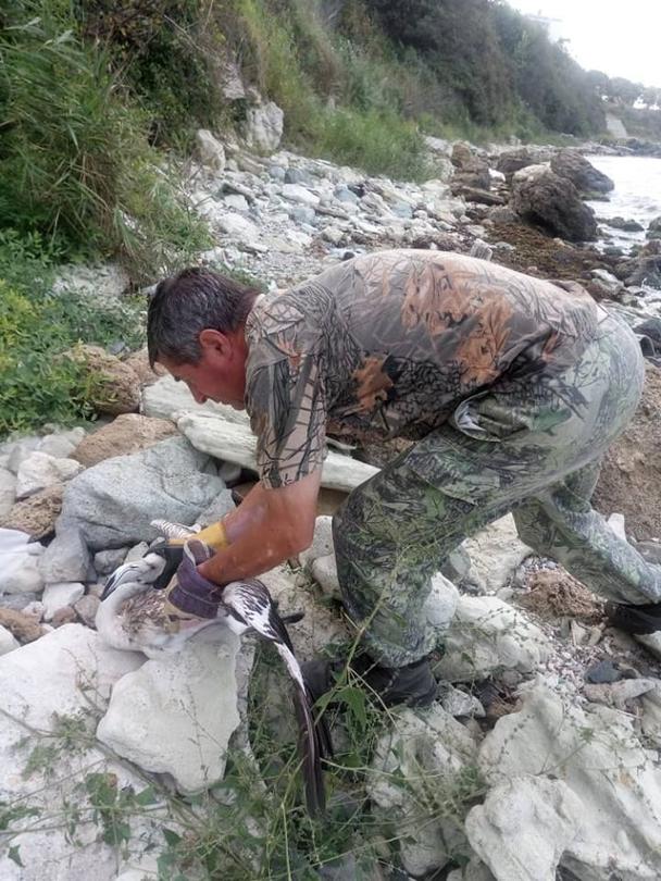 Розово фламинго - 2