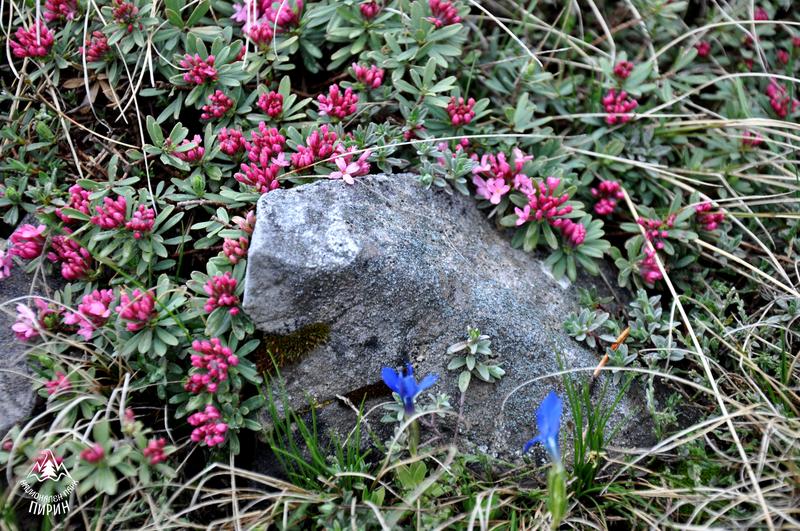 Today we mark the 61st Anniversary since the establishment of National Park Pirin - 16