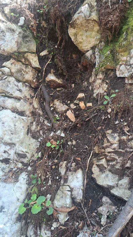 Minister Julian Popov issued an order banning activities that threaten the Rhodope Silivryak species in the territory of the village of Gornoslav, Asenovgrad - 6