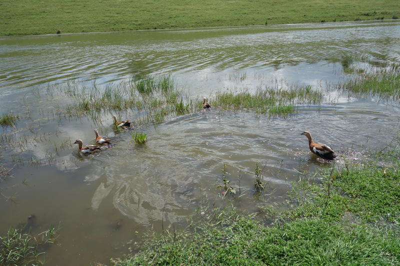 Експерти на РИОСВ – Русе осигуриха приемни родители на малки червени ангъчи - 01