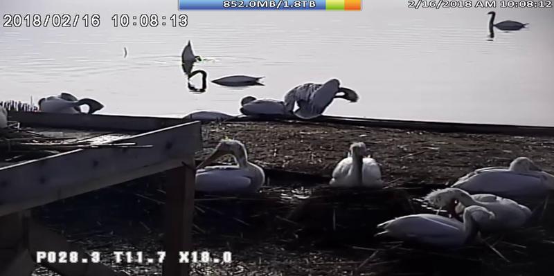 В резервата „Сребърна“ очакват малки пеликанчета през март - 01