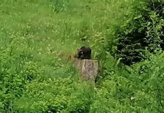 RIEW-Smolyan rescued one more bear cub - 01