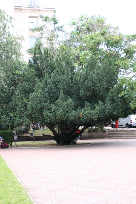 Three centuries-old trees in the historic part of Sofia declared protected - 01