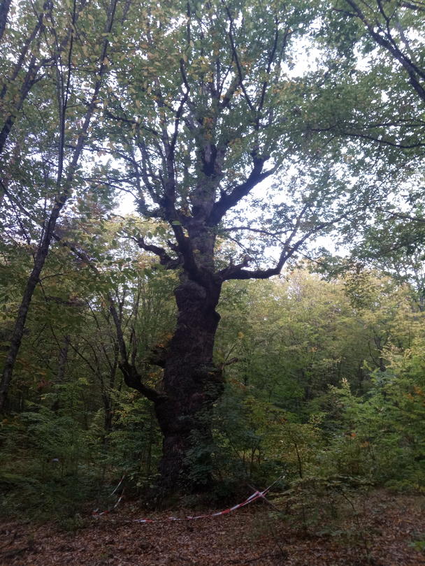 Две вековни дървета от вида зимен дъб и източен чинар бяха обявени за защитени - 01