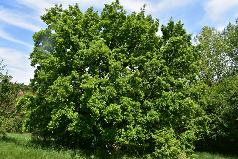 Five centuries-old trees of the species blagun oak, cer and hairy oak have been declared protected - 01