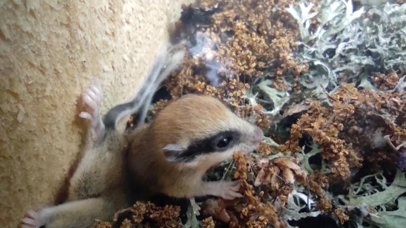 Dormice observation houses are being installed in 43 locations across the country as part of a new monitoring methodology - 4