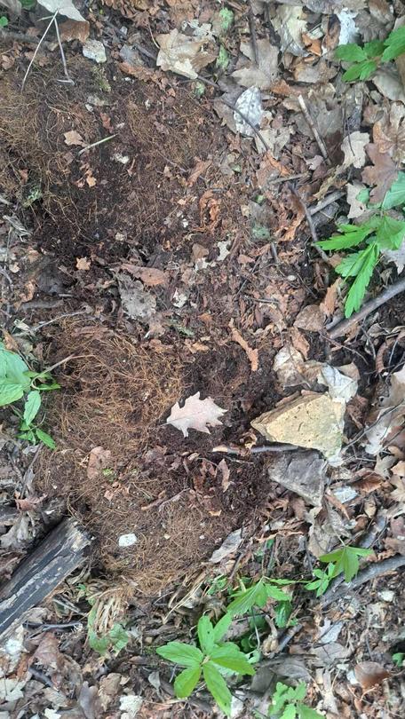 Minister Julian Popov issued an order banning activities that threaten the Rhodope Silivryak species in the territory of the village of Gornoslav, Asenovgrad - 7