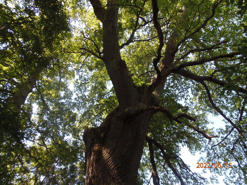 Дърво от вида цер (Quercus cerris), на приблизителна възраст 300 години, с височина около 30 м, обиколка на ствола 4,50 м, намиращо се в землището на село Ездимирци, община Трън, област Перник - 3