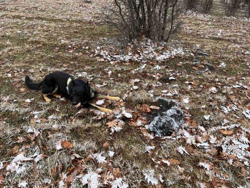 МОСВ призовава за по-добро прилагане на закона срещу отровителството на птици - 4