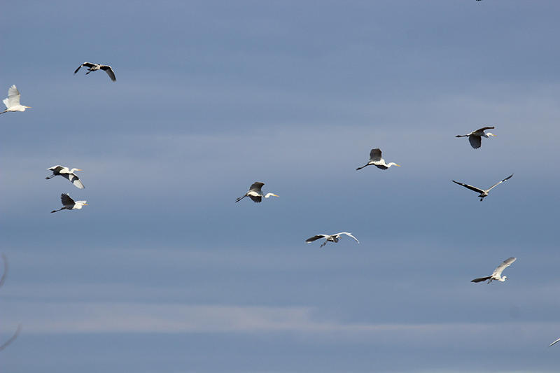 Юбилейното 50-то среднозимно преброяване на зимуващите водолюбиви птици ще се проведе от 15 до 18 януари - 2