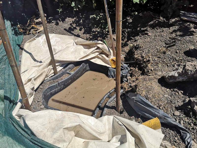 Проверката на РИОСВ – София установи несъответствия в документите на крокодила, отглеждан в квартал Ботунец - 3