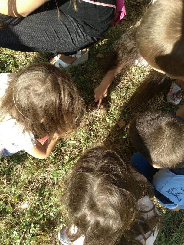 Деца спасиха костенурка от защитен вид - 2