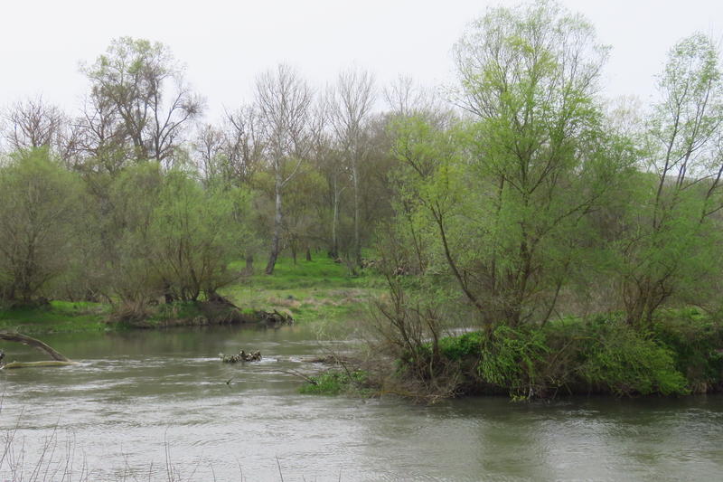Крайречна гора - 4