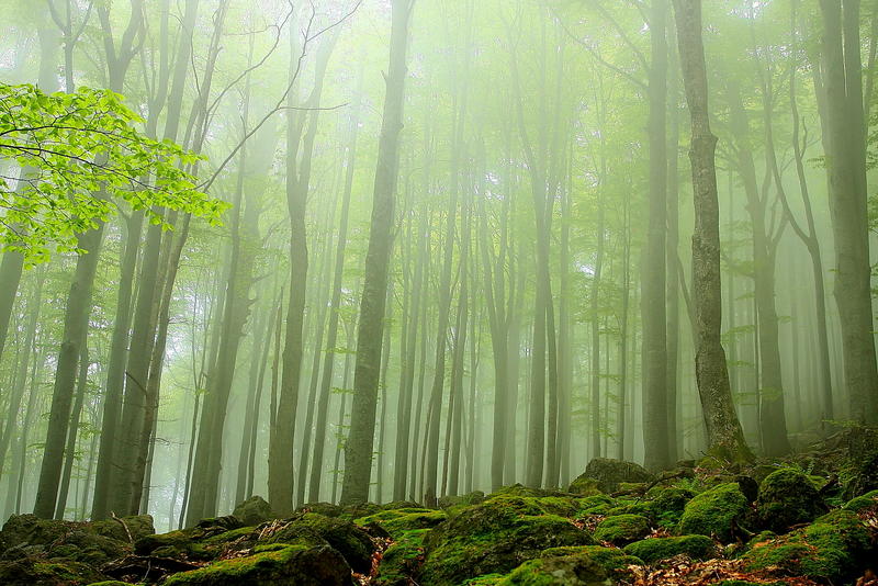 Today we celebrate 72 years since the declaration of the Dzhendema Reserve - 5