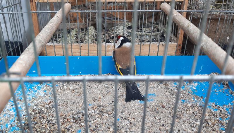 РИОСВ – Пловдив спаси 54 птици от защитени видове - 2