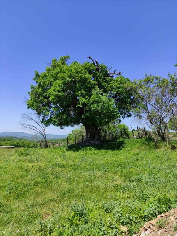 Two centuries-old trees in the region of Haskovo were declared under protection - 01