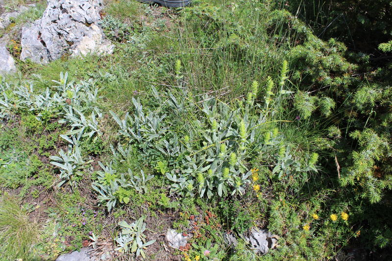 РИОСВ - Смолян започва проверки за бране на Мурсалски чай от естествени находища - 01