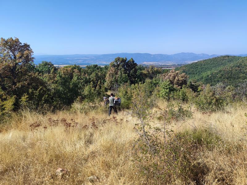 A young Egyptian vulture was rescued - 4