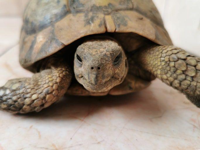 РИОСВ - Перник върна шипоопашата костенурка в естествена среда - 01