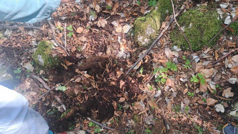 Minister Julian Popov issued an order banning activities that threaten the Rhodope Silivryak species in the territory of the village of Gornoslav, Asenovgrad - 8
