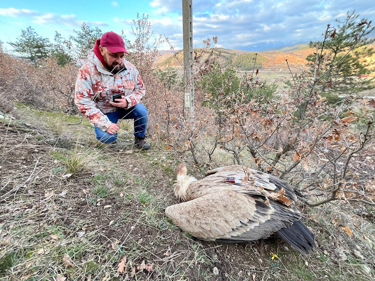 A new case of intentional poisoning of griffon vultures has been identified near Simitli - 01