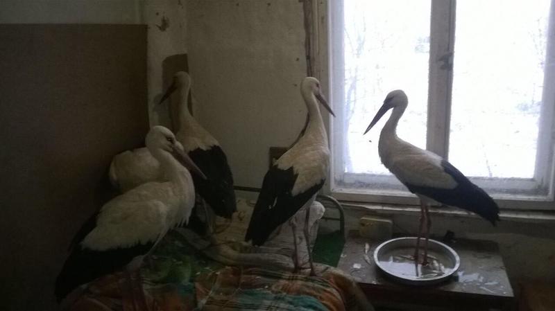 Не са установени щъркели в безпомощно състояние край Дулово - 01