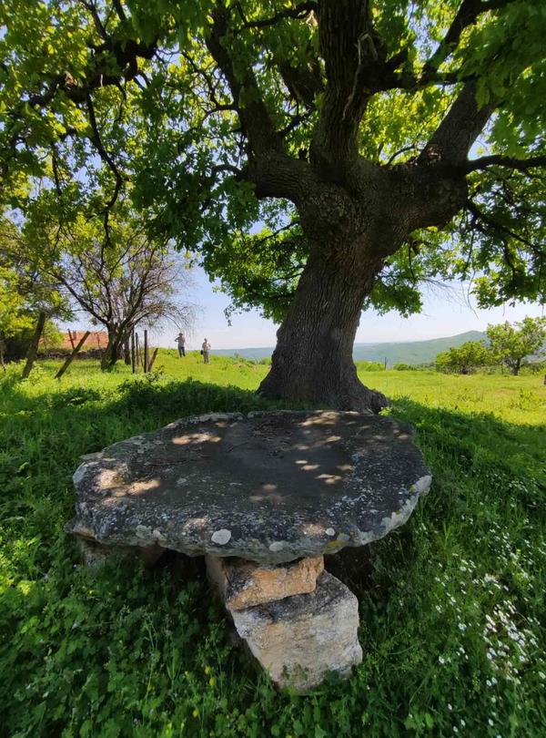 Two centuries-old trees in the region of Haskovo were declared under protection - 3