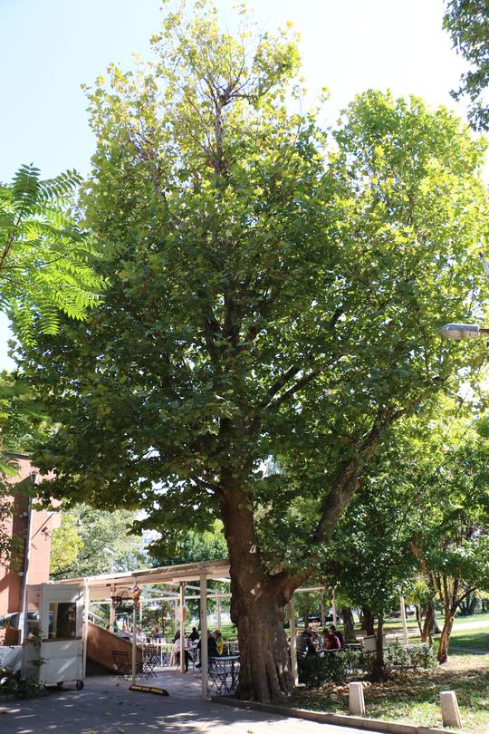 Три вековни дървета в историческата част на София са обявени за защитени - 3