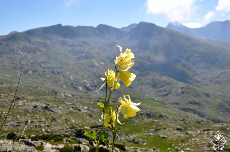 Today we mark the 61st Anniversary since the establishment of National Park Pirin - 21