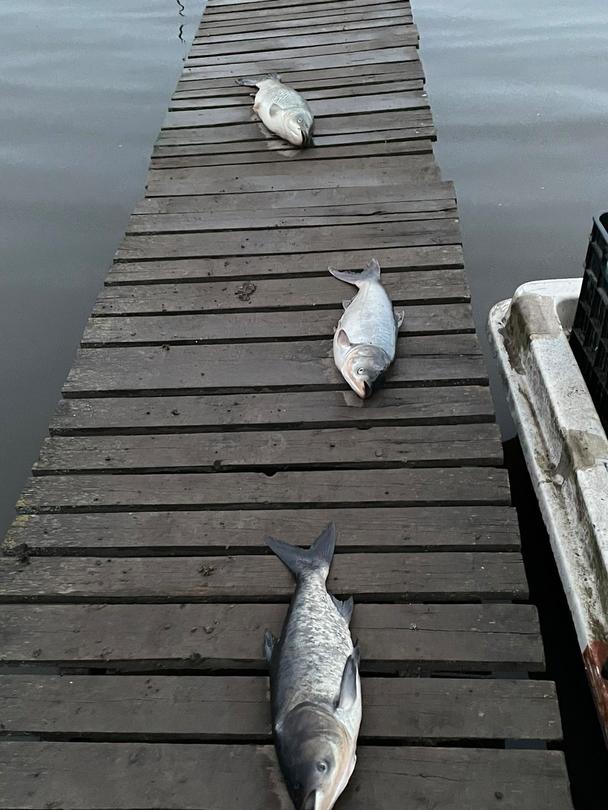 РИОСВ-Варна извърши проверка по сигнал за мъртва риба в язовир „Засмяно” - 2