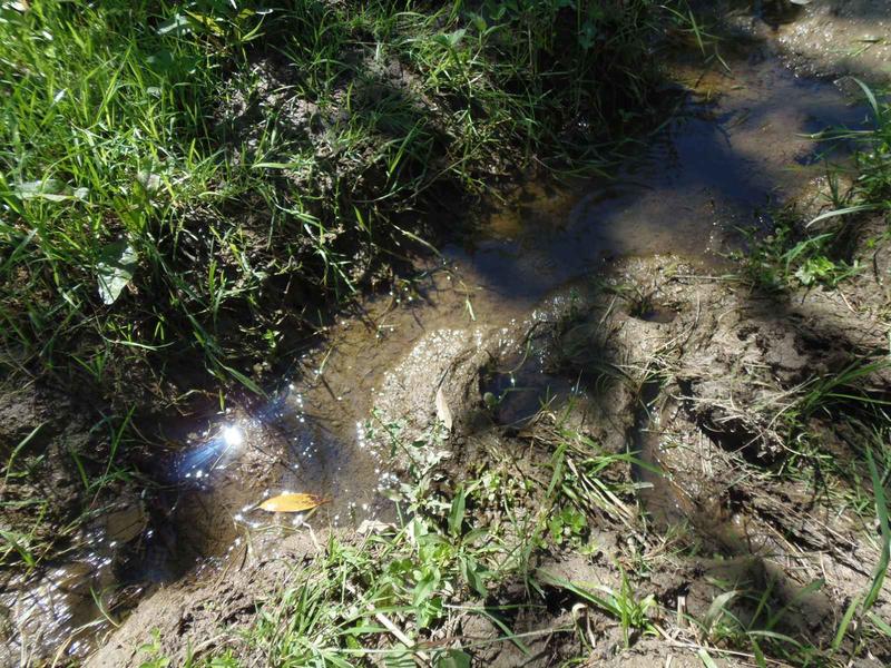 The new protected area “Alpine newt habitats in Ruy Planina” was declared - 2