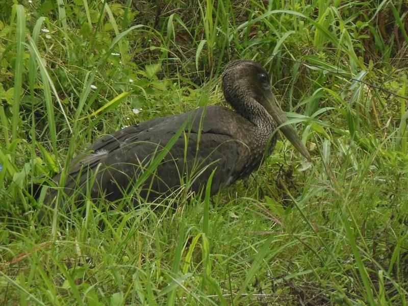 Черен щъркел  е спасен от РИОСВ – Враца - 01